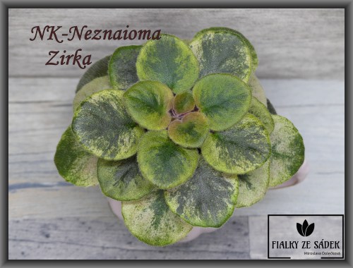 NK-Neznaioma Zirka 